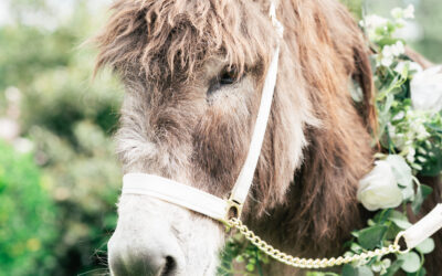 Notley Tythe Barn wedding, starring Ian the beer donkey