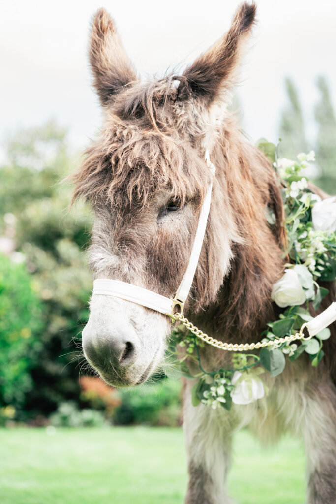 close up of a donkey with a floral garland at a wedding reception