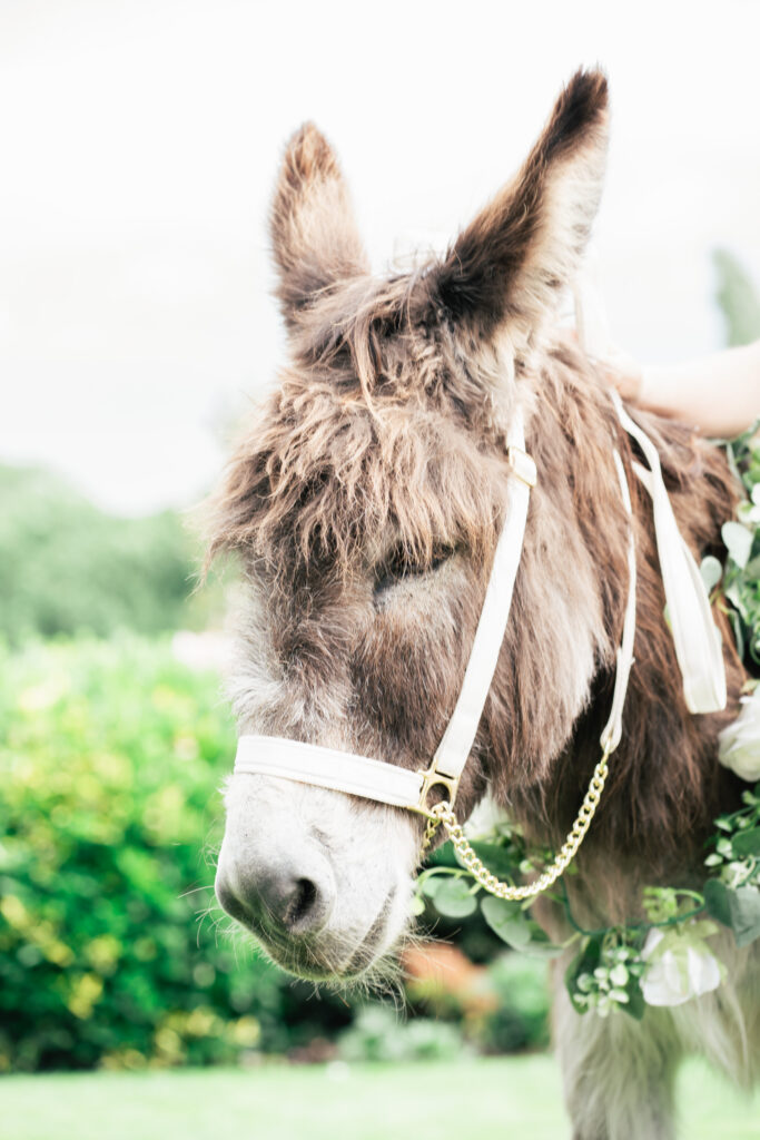 close up of a donkey with a floral garland at a wedding reception
